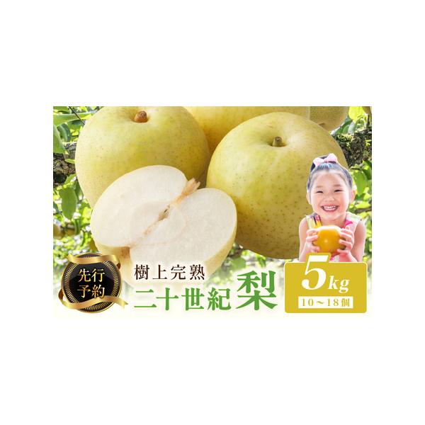 ■ 容量　5kg（10〜18個）　　【賞味期限】　お早めにお召し上がりください。■ 配送について　【配送可能期間】　2026年8月下旬〜9月下旬　※天候や生育状況により変動する場合がごさいます。　タイプ：【常温】