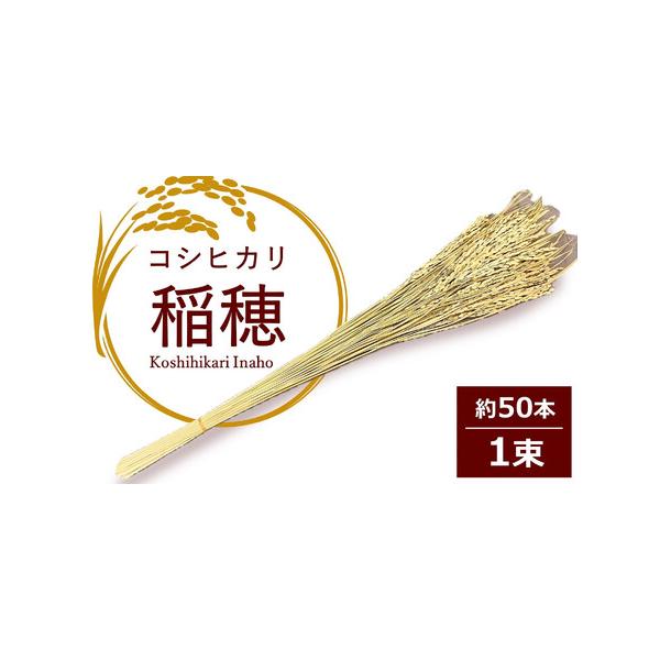 ■ 容量　・コシヒカリの稲穂：1束（50本程度、切り口から穂先まで約60〜65cm）■ 配送について　申込期日：通年　　発送期日：決済から30日前後で発送　タイプ：【常温】