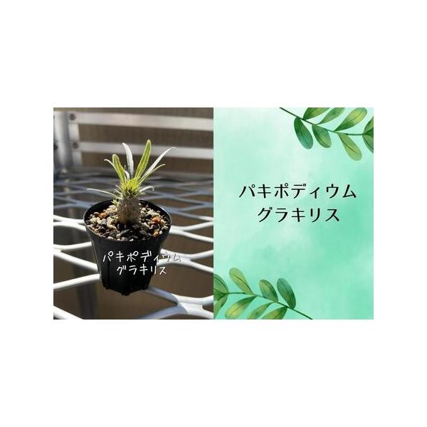 ふるさと納税 パキポディウムグラキリス実生株 1本 香川県坂出市