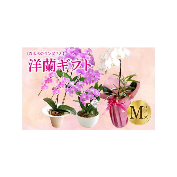 ■ 容量　洋蘭の鉢花：高さ40〜60cm　※蘭の種類はお任せですが、ハウスの中から旬の胡蝶蘭をお選びして咲きたての状態でお届けします。■ 配送について　寄附確認後、30営業日以内に発送予定　年末年始（12月・1月）は寄附確認後、60営業日以...