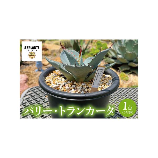 ■ 容量　鹿嶋市産アガベ　パリー・トランカータ実生苗５号鉢　■ 配送について　ご入金確認後、10日以内に発送いたします。　　タイプ：【常温】