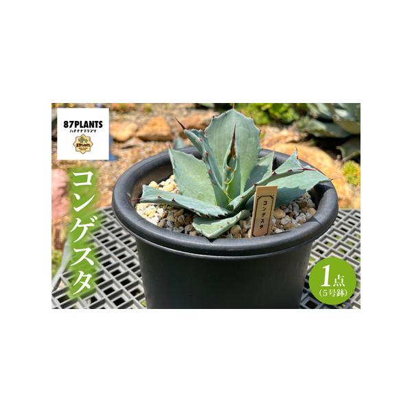 ■ 容量　鹿嶋市産アガベ　コンゲスタ実生苗５号鉢　■ 配送について　ご入金確認後、10日以内に発送いたします。　　タイプ：【常温】