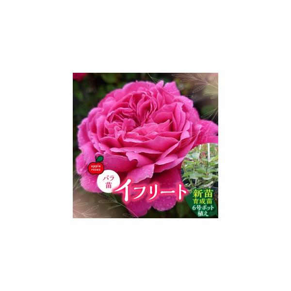 ふるさと納税 【Apple Roses】バラ苗『イフリート』新苗育成苗6号ポット植え  HNNH041 埼玉県飯能市