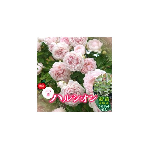 ふるさと納税 【Apple Roses】バラ苗『ハルシオン』新苗育成苗6号ポット植え HNNH042 埼玉県飯能市