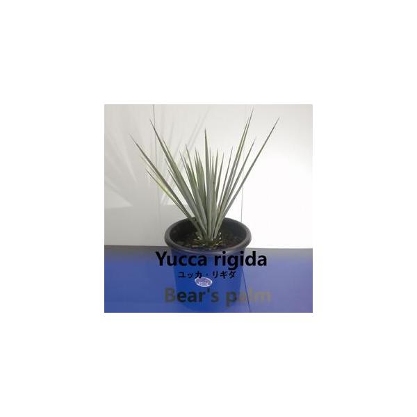 ■ 容量　ユッカリギダ　鉢底からの高さ60cm-70cm■ 配送について　入金確認後、1週間以内に発送いたします。　タイプ：【常温】