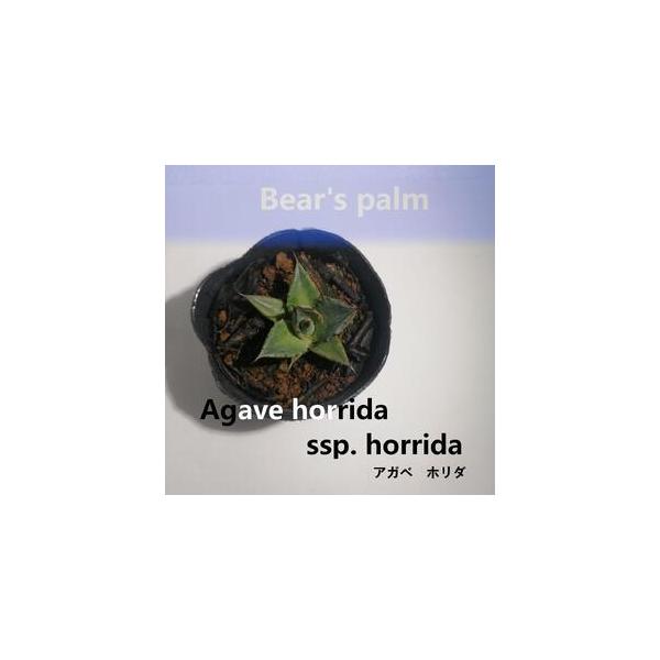 ■ 容量　アガベ　ホリダ　5cm-8cm■ 配送について　入金確認後、1週間以内に発送いたします。　タイプ：【常温】