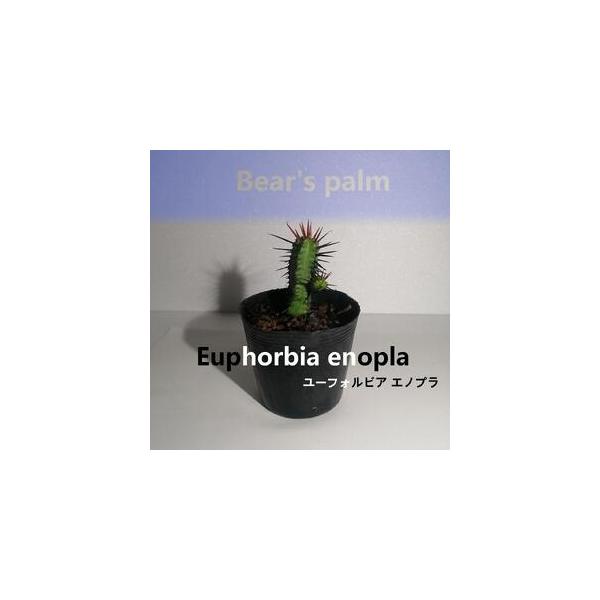 ■ 容量　ユーフォルビアエノプラ　鉢底からの高さ10cm-15cm■ 配送について　入金確認後、1週間以内に発送いたします。　タイプ：【常温】