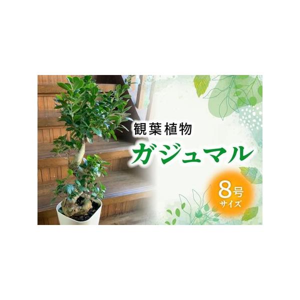 ■ 容量　観葉植物 ガジュマル1鉢　(鉢8号サイズ 縦30cm横19cm)　重量約6kg、高さ約85〜110cm、横幅約20〜35cm　※自然の産物ですので個体差がございます。予めご了承くださいませ。　※育て方マニュアルを同封いたします。■...