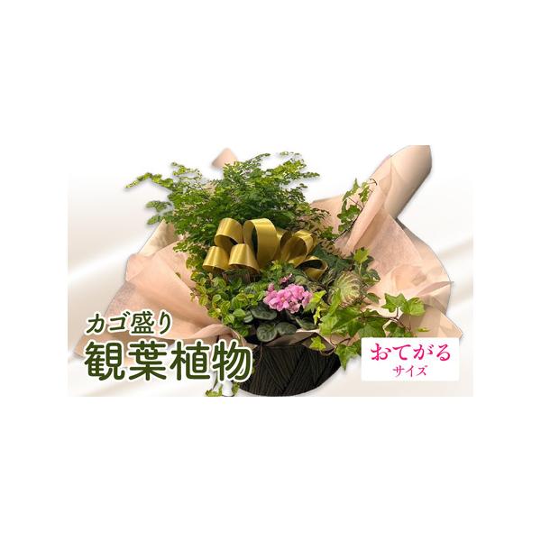 ■ 容量　観葉植物のカゴ盛り【おてがるサイズ】　横約30×奥約30×高さ約30（cm）■ 配送について　ご入金確認後、約1ヶ月以内に発送予定　タイプ：【常温】