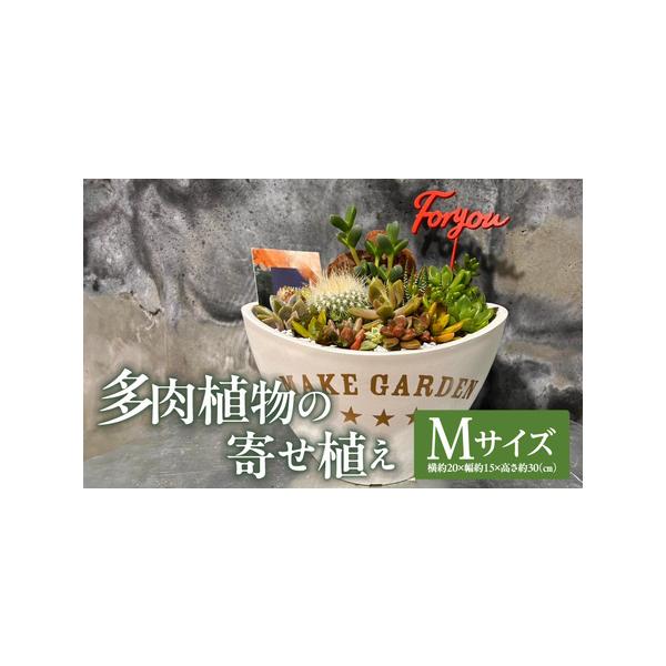 ■ 容量　オリジナルデザイン寄せ植え（サボテン＆多肉植物）【Mサイズ】　横約20×幅約15×高さ約30(cm)■ 配送について　ご入金確認後、約1ヶ月以内に発送予定　タイプ：【常温】