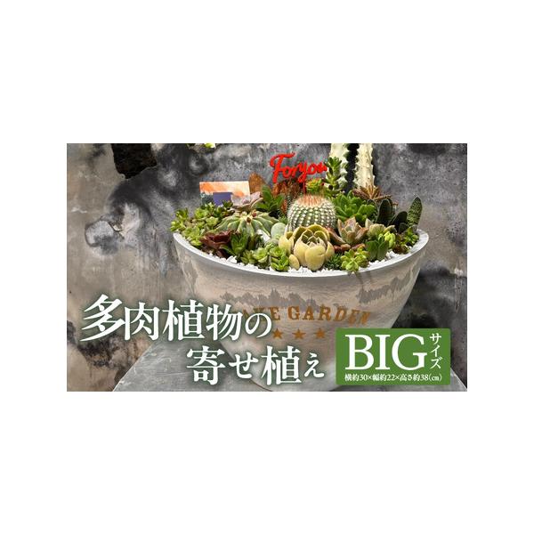 ■ 容量　オリジナルデザイン寄せ植え（サボテン＆多肉植物）【BIGサイズ】　横約30×幅約22×高さ約38(cm)■ 配送について　ご入金確認後、約1ヶ月以内に発送予定　タイプ：【常温】