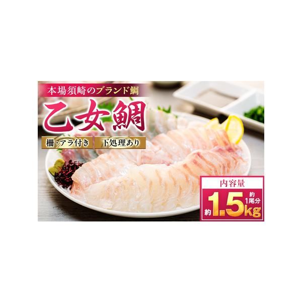 ふるさと納税 【 鯛 】 乙女鯛 フィーレ 1.5kg 高知県須崎市 : ふる