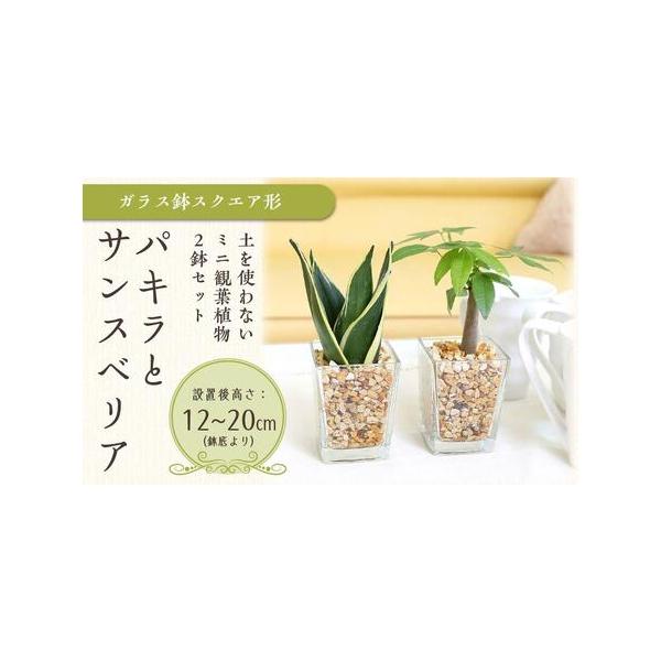 ■ 容量　パキラ・サンスベリア　各1個　●植物サイズ：設置後高さ 約12〜20cm（鉢底より）　（品種によって異なります。）　●容器：ガラス製 スクエア形の容器 ガラス製　　高さ 約7.8cm 幅 約6.5cm 奥行 約6.5cm　　※サイ...