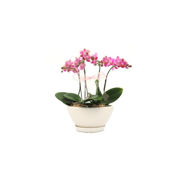 ■ 容量　○花色：お花の色はお任せとなります。　〇サイズ：高さ：約30cm　幅：約30cm　重さ：約1.0kg　　　　　　※植物ですので、色・形態には個体差がございます。　〇花材：２本立ちミニ胡蝶蘭（２．５寸苗）×２　〇資材：鉢（陶器）　　...