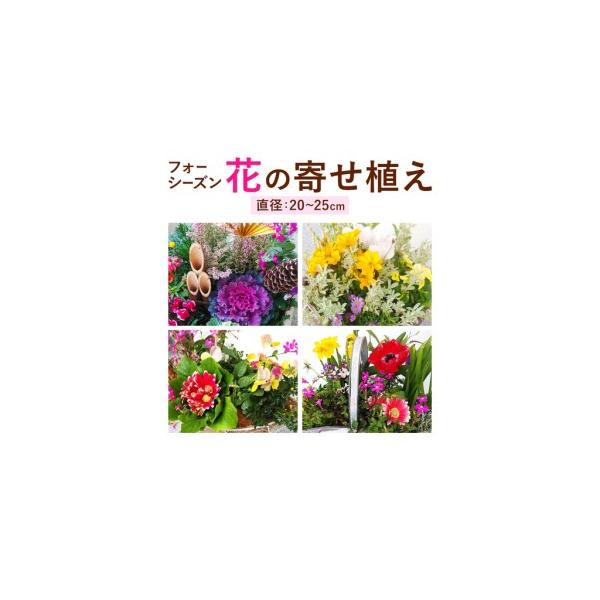 ふるさと納税 フォーシーズン お花の寄せ植え 直径20〜25cm Fleurbranch 《90日以内に出荷予定(土日祝除く)》熊本県 菊池市 花 鉢花 鉢植え 観葉.. 熊本県菊池市