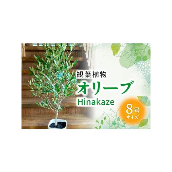 ■ 容量　観葉植物 オリーブ(ひなかぜ)1鉢　（鉢8号サイズ 縦30cm横19cm）　重量約15〜20kg、高さ約100〜140cm、横幅約40〜60cm　※植物なので1つ1つ違います。あくまでも目安です。　※自然の産物ですので個体差がござ...