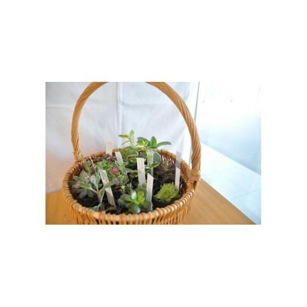 ■ 容量　多肉植物　20鉢　タイプ：【常温】