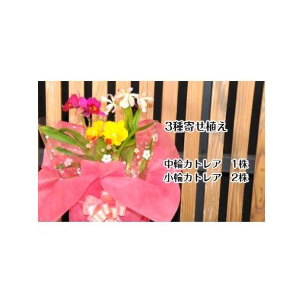 ■ 容量　カトレア中輪　1株　カトレア小輪　2株　栽培パンフレット付き　タイプ：【常温】【ギフト】