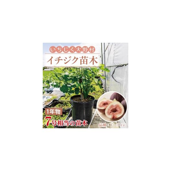 ふるさと納税 イチジク苗木　1年物【なえぎ 観葉 植物 いちじく 自宅 ポット ドーフィン 茨城県 鹿嶋市】 茨城県鹿嶋市
