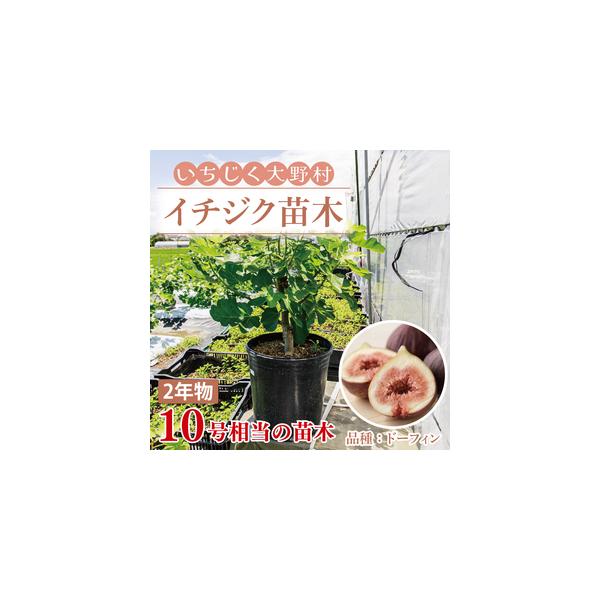 ふるさと納税 イチジク苗木 2年物 【なえぎ 観葉 植物 いちじく 自宅 ポット ドーフィン 茨城県 鹿嶋市】 茨城県鹿嶋市