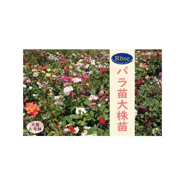 ■ 容量　２年大株バラ苗　１株　６号鉢入り　お届け状態（鉢含む）高さ：約30〜40cm　　幅:約18〜25cm　６号鉢サイズ（底）13cm×（上辺）15.5cm×（高さ）20cm　※植物のため、品種・個体・時期により、お届けする苗の状態は異...