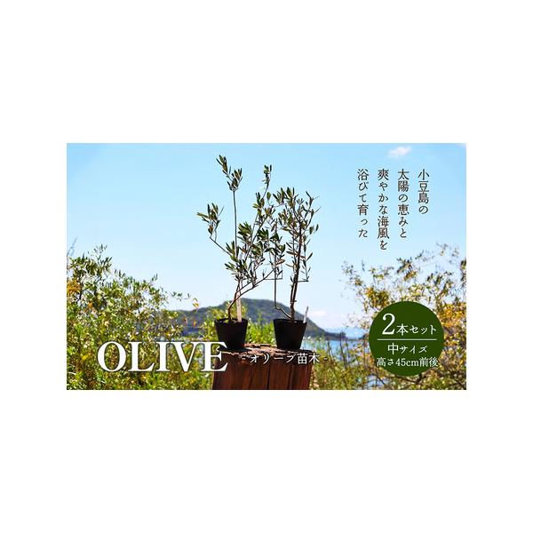 ■ 容量　高さ45cm前後の小豆島のオリーブ苗木の2本セットです。　（違う品種の苗木を各1本ずつお届けします。品種はお任せ下さい。）　■ 配送について　※お申込・ご注文状況によってはお時間いただく場合がございますので、予めご了承ください。　...