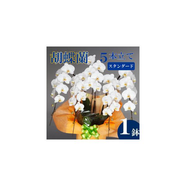 ■ 容量　胡蝶蘭:5本立て　■高さ:90cm〜100cm　■幅:70cm〜80cm　■重量:約6.5~9kg■ 配送について　入金確認から最短で1週間、最長で1ヶ月弱お時間をいただきます。　　※送料の都合により、北海道・東北全域・茨城県・栃...