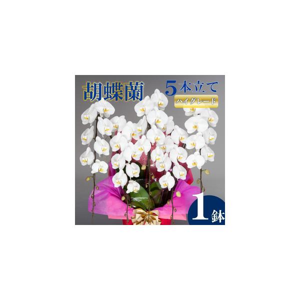 ■ 容量　胡蝶蘭:5本立て　■高さ:95cm〜105cm　■幅:70cm〜80cm　■重量:約6.6~9.8kg■ 配送について　入金確認から最短で1週間、最長で1ヶ月弱お時間をいただきます。　　※送料の都合により、北海道・東北全域・茨城県...