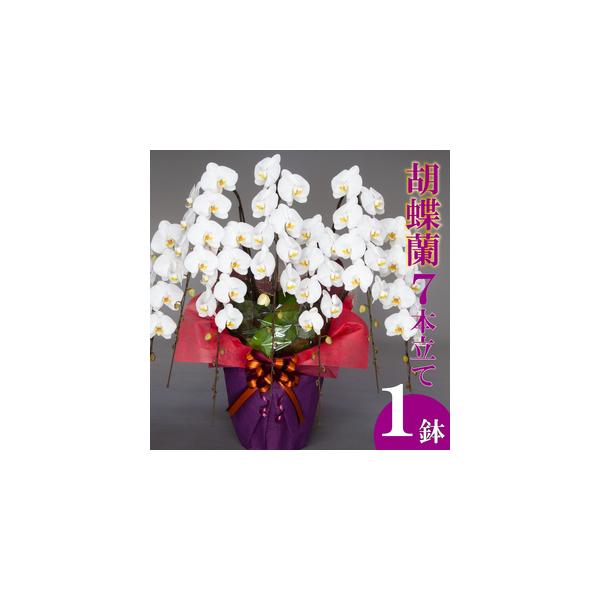 ■ 容量　胡蝶蘭:7本立て　■高さ:100cm〜110cm　■幅:80cm〜90cm　■重量:約11.7kg■ 配送について　入金確認から最短で1週間、最長で1ヶ月弱お時間をいただきます。　　※送料の都合により、北海道・東北全域・茨城県・栃...
