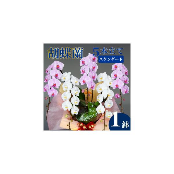 ■ 容量　胡蝶蘭:5本立て　■高さ:90cm〜100cm　■幅:70cm〜80cm　■重量:約6.5~9kg■ 配送について　入金確認から最短で1週間、最長で1ヶ月弱お時間をいただきます。　※商品が寒さに弱いため、11月〜3月末日まで下記の...