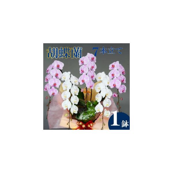 ■ 容量　胡蝶蘭:7本立て　■高さ:100cm〜110cm　■幅:80cm〜90cm　■重量:約11.7kg■ 配送について　入金確認から最短で1週間、最長で1ヶ月弱お時間をいただきます。　　※送料の都合により、北海道・東北全域・茨城県・栃...