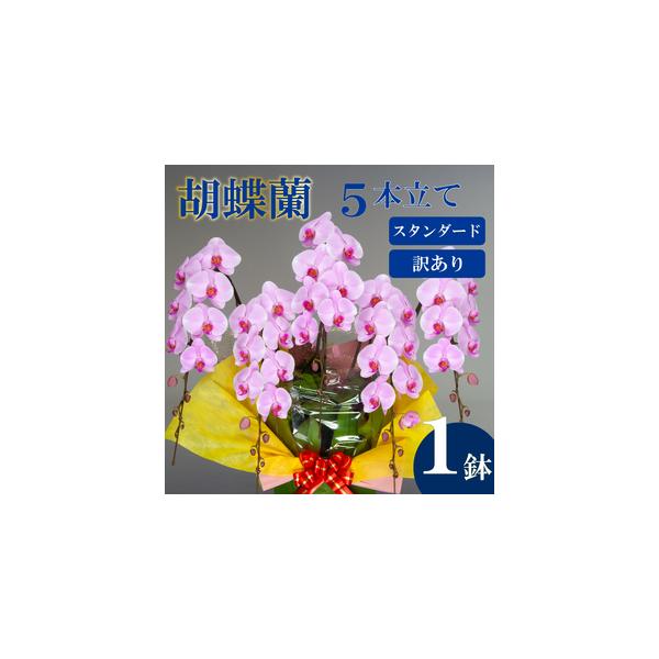 ■ 容量　胡蝶蘭:5本立て　■高さ:90cm〜100cm　■幅:70cm〜80cm　■重量:約6.6~9.8kg■ 配送について　入金確認から最短で1週間、最長で1ヶ月弱お時間をいただきます。　　※送料の都合により、北海道・東北全域・茨城県...