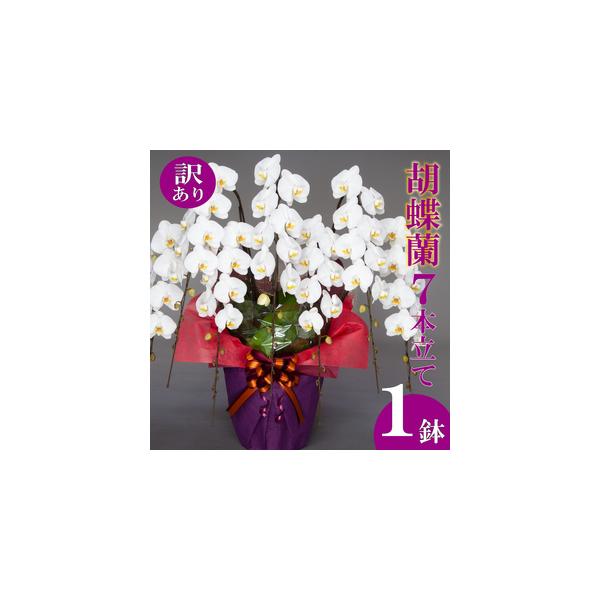 ■ 容量　胡蝶蘭:7本立て　■高さ:100cm〜110cm　■幅:80cm〜90cm　■重量:約11.7kg■ 配送について　入金確認から最短で1週間、最長で1ヶ月弱お時間をいただきます。　　※送料の都合により、北海道・東北全域・茨城県・栃...