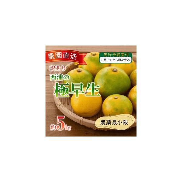 ふるさと納税 訳あり 極早生 みかん 5kg 極 早生みかん 木負観光みかん園 静岡県沼津市