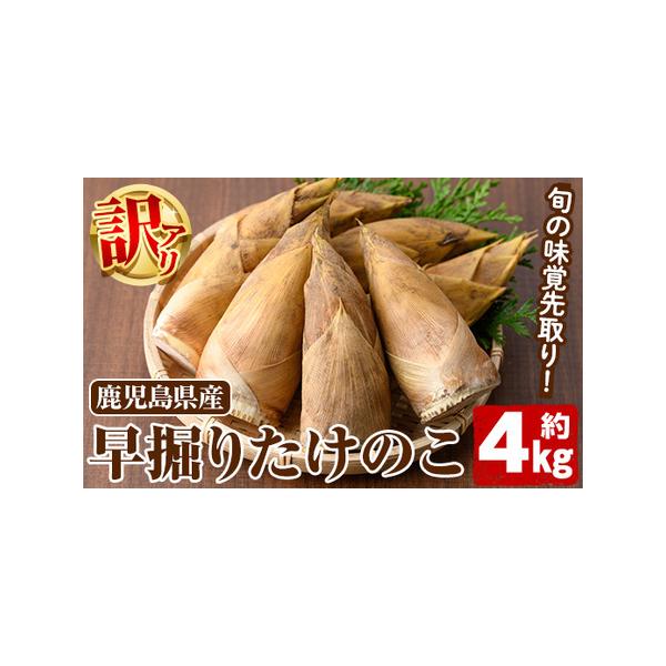 ■ 容量　鹿児島県産 早掘りたけのこ(訳あり)：約4kg■ 配送について　2025年11月以降順次発送予定　※青果物のため天候と生育状況により発送時期が前後することがあります。　タイプ：【冷蔵】