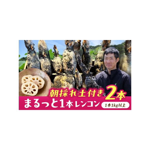 ■ 容量　■朝採レンコン　2本入り（1本 1kg以上）■ 配送について　毎年9月上旬?翌年4月中旬頃まで順次発送　※お申込み順に発送のため、お申込み状況により、発送までお時間を頂戴する場合がございます。　※長期不在によりお品が返送となった場...