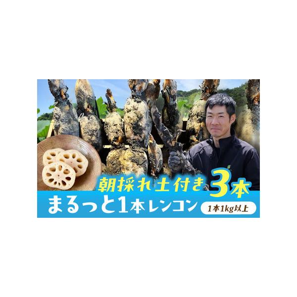 ■ 容量　■朝採レンコン　3本入り（1本 1kg以上）■ 配送について　毎年9月上旬?翌年4月中旬頃まで順次発送　※お申込み順に発送のため、お申込み状況により、発送までお時間を頂戴する場合がございます。　※長期不在によりお品が返送となった場...