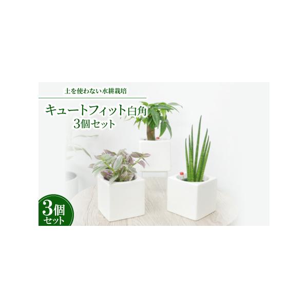 ■ 容量　※上記に記載■ 配送について　2026年1月より順次発送　タイプ：【常温】