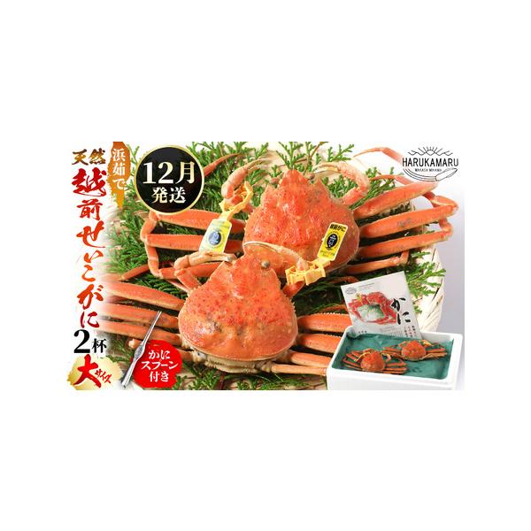 ふるさと納税 【先行予約】≪浜茹で≫ 天然！越前 せいこがに 大サイズ× 2杯 (生の状態で1杯200g以上)【2026年12月上旬以降順次発送予定】.. 福井県美浜町