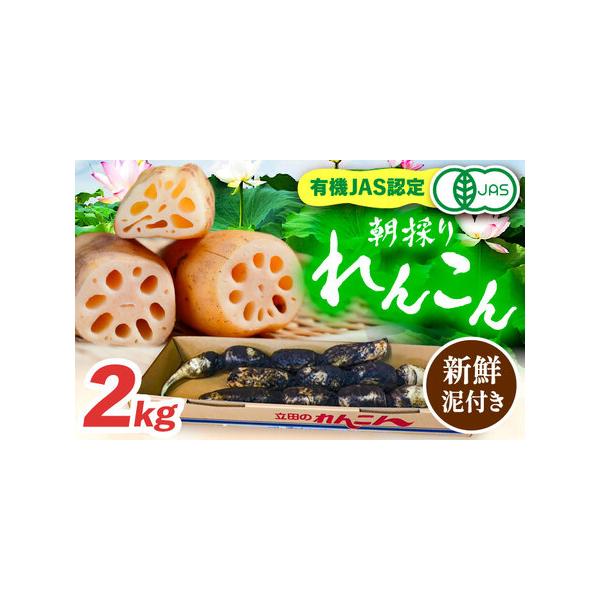 ■ 容量　■有機JAS認証　土付きレンコン 2kg■ 配送について　毎年10月から翌年3月頃に順次発送いたします。　■期間中のお申し込み：ご入金確認後、2週間前後で順次発送。　■期間外のお申し込み：次期発送開始（10月頃）より順次発送。　　...