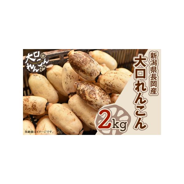 ■ 容量　新潟県長岡産【大口れんこん】Ｍサイズ　2kg■ 配送について　ご入金確認後、順次発送　※申込状況により1ヶ月程度お待ちいただく場合がございます。　※2026年3月下旬までの発送となります。　※発送時期の指定、着日指定、曜日指定はお...
