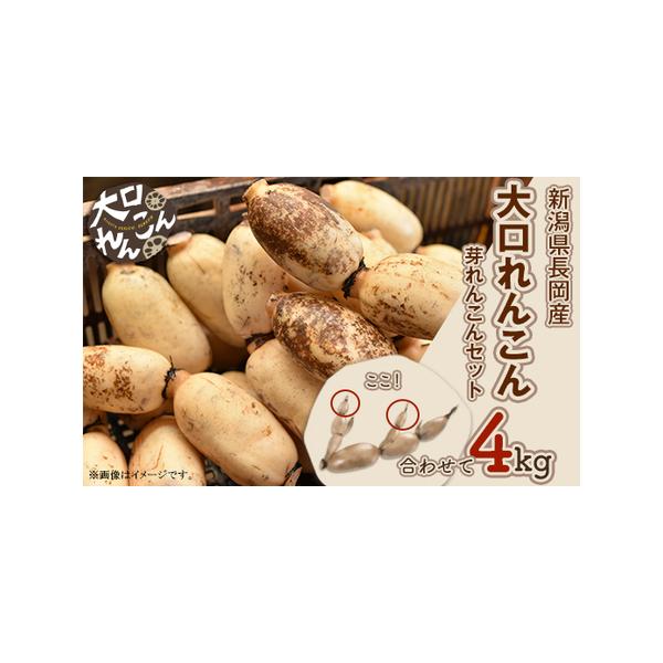 ■ 容量　新潟県長岡産【大口れんこん】　・Ｍサイズ　　3.6kg　・芽れんこん　0.4kg■ 配送について　ご入金確認後、順次発送　※申込状況により1ヶ月程度お待ちいただく場合がございます。　※2026年3月下旬までの発送となります。　※発...