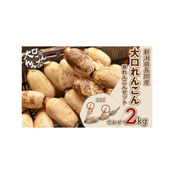■ 容量　新潟県長岡産【大口れんこん】　・Ｍサイズ　　1.6kg　・芽れんこん　0.4kg■ 配送について　ご入金確認後、順次発送　※申込状況により1ヶ月程度お待ちいただく場合がございます。　※2026年3月下旬までの発送となります。　※発...