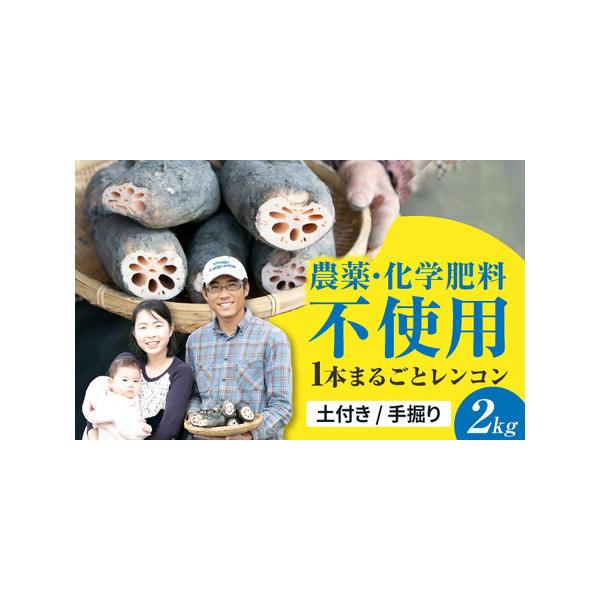 ■ 容量　■泥付きレンコン2kg　　＜長持ちするれんこんの保存方法＞　■まるごと保存する場合■　一節まるごとのものは比較的長持ちしやすく、泥つきのものは泥を落とさず保存。新聞紙（またはキッチンペーパー）に包んでからビニール袋に入れ、冷暗所（...