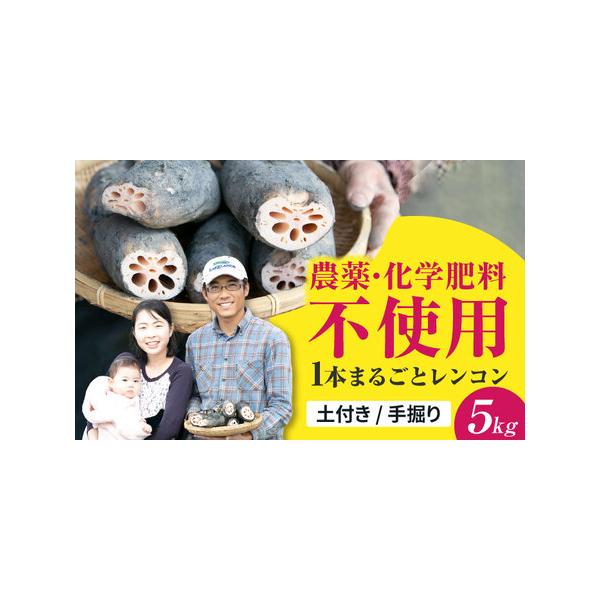 ■ 容量　■泥付きレンコン5kg　　＜長持ちするれんこんの保存方法＞　■まるごと保存する場合■　一節まるごとのものは比較的長持ちしやすく、泥つきのものは泥を落とさず保存。新聞紙（またはキッチンペーパー）に包んでからビニール袋に入れ、冷暗所（...