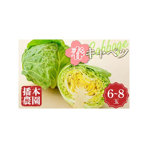 ■ 容量　播本農園の春キャベツ 6〜8玉■ 配送について　2026年2月〜2026年5月まで順次発送　タイプ：【冷蔵】