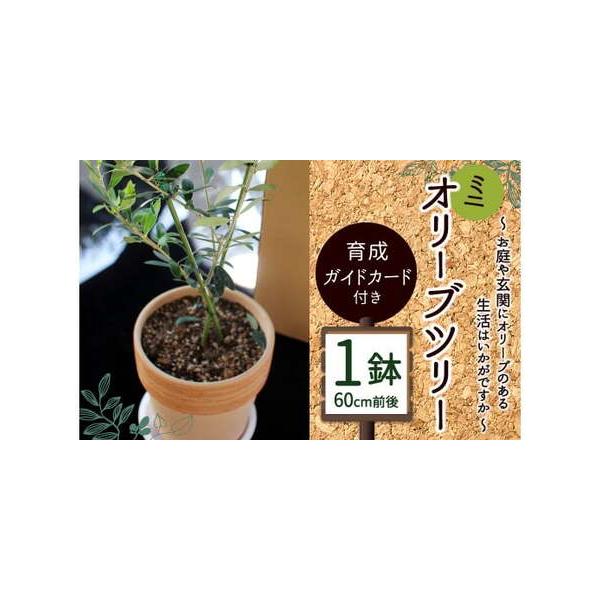 ■ 容量　オリーブ苗:1鉢60cm前後■ 配送について　寄附確認後、30営業日以内に発送予定　年末年始（12月・1月）は寄附確認後、60営業日以内に発送予定　※天候や発送状況により多少前後する場合がございますので、予めご了承ください。　タイ...