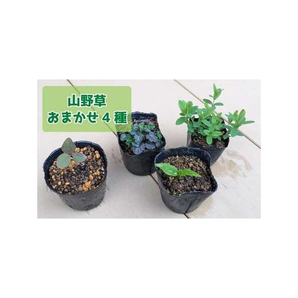 ■ 容量　4種4鉢（9cmポット）　※ヤマシャクヤクまたはベニバナヤマシャクヤク1鉢＋時期によって状態のいい苗を３種類■ 配送について　入金確認後、1〜2ヶ月以内に発送　※12月後半〜3月中旬頃まで冬季は発送しておりません。　3月以降、芽吹...