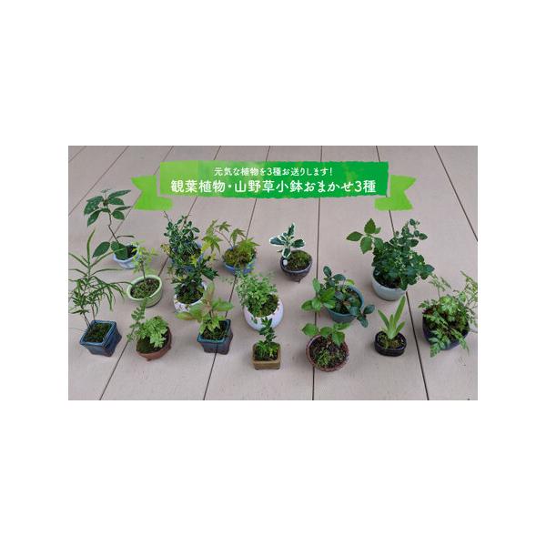 ■ 容量　内容お任せ3鉢■ 配送について　入金確認後、1〜2ヶ月以内に発送　※12月後半〜3月中旬頃まで冬季は発送しておりません。　3月以降、芽吹き次第の発送とさせていただきます。　タイプ：【常温】