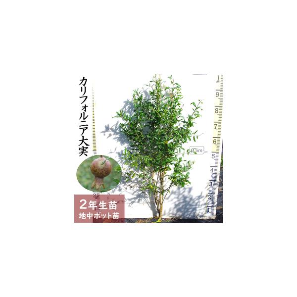 ■ 容量　カリフォルニア大実ザクロ[地中ポット苗 2024年] 1苗■ 配送について　2025年12月上旬〜2026年5月下旬頃　タイプ：【常温】